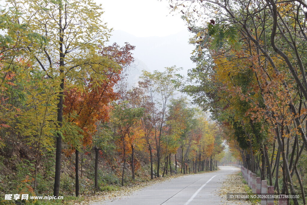 秋日林间小路美景