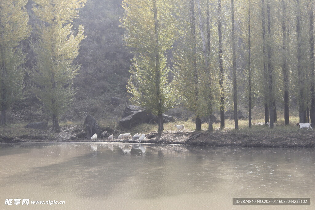 河畔树林中的静谧景象