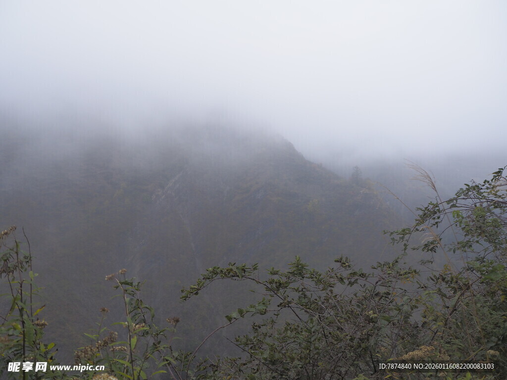 山间云雾缭绕的植被景观