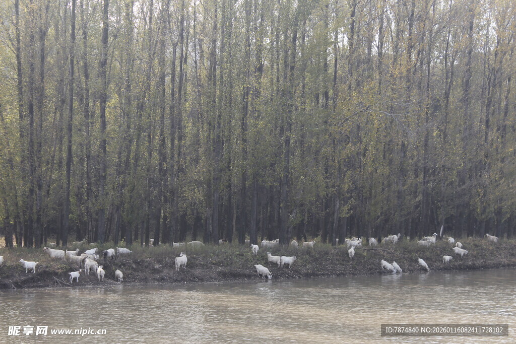 湿地群鸟栖息于树林旁