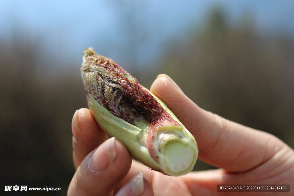 手捧剥开的绿色植物果实