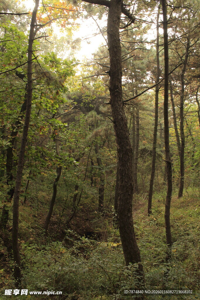 阳光洒落的静谧森林