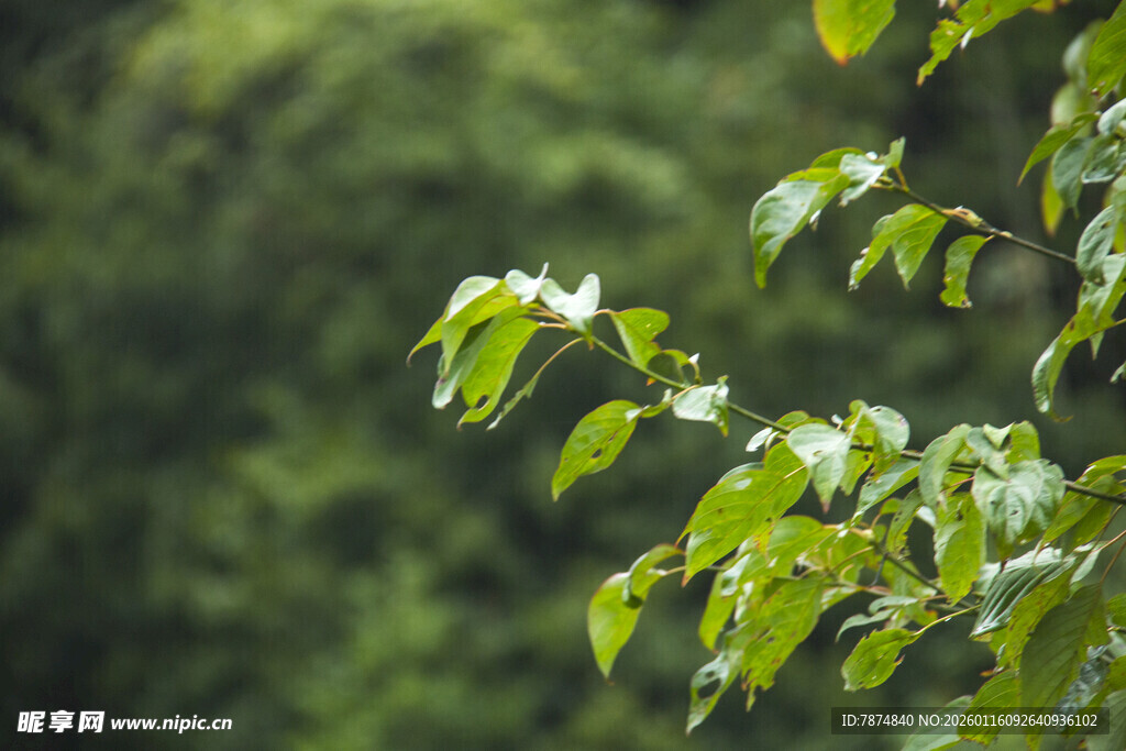 翠绿树叶展现自然生机