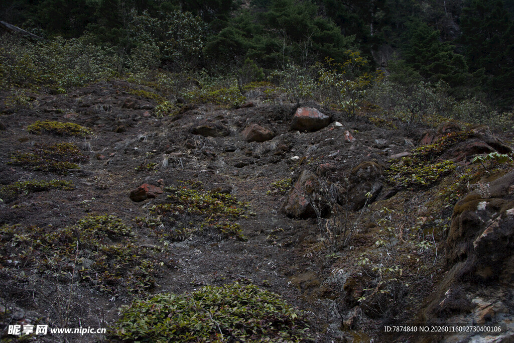 山间布满苔藓的崎岖地面