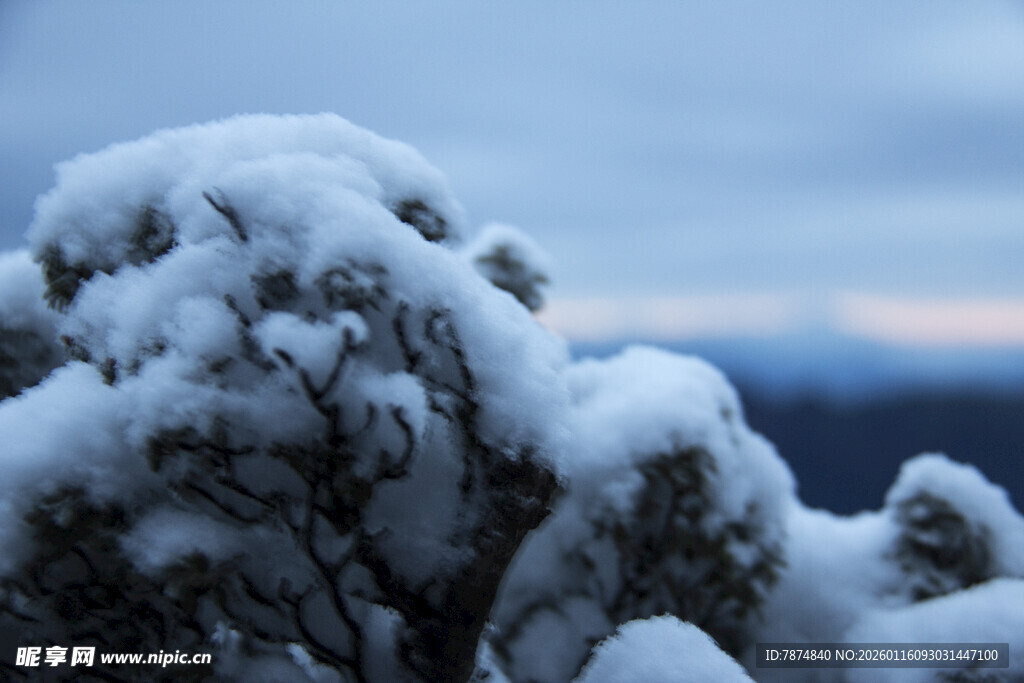 雪覆灌木 冬日自然景致