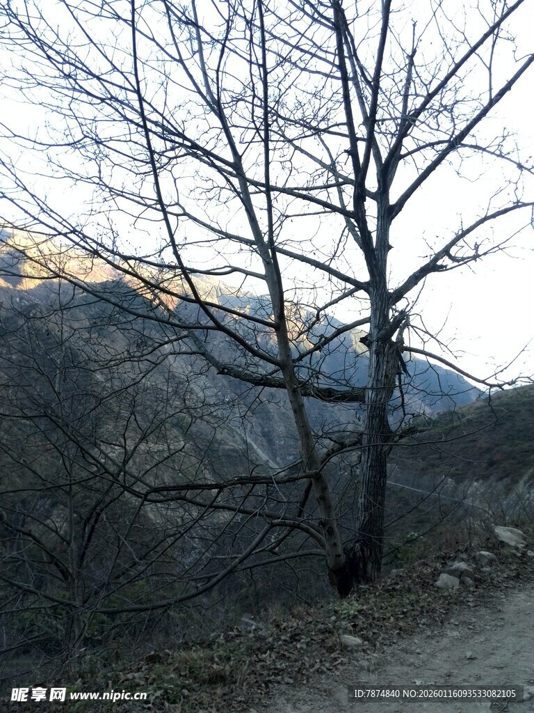 冬日枯树与山间小道