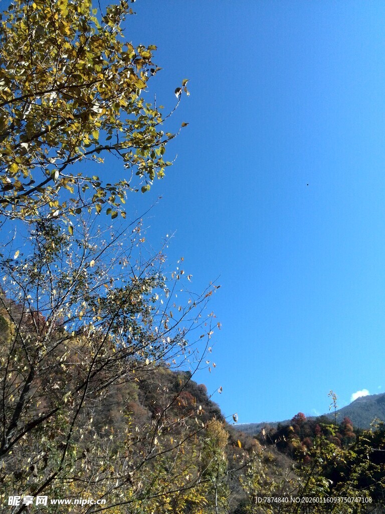 蓝天青山间的枝叶景致