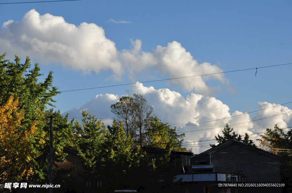 蓝天白云下的葱郁树林