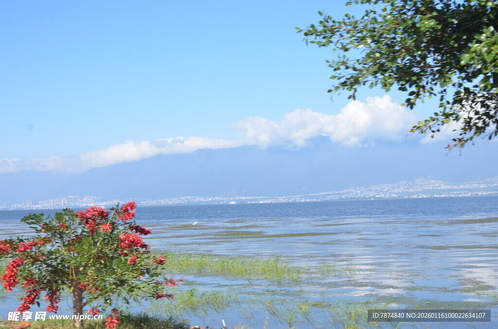 湖畔美景 红花绿树映蓝天