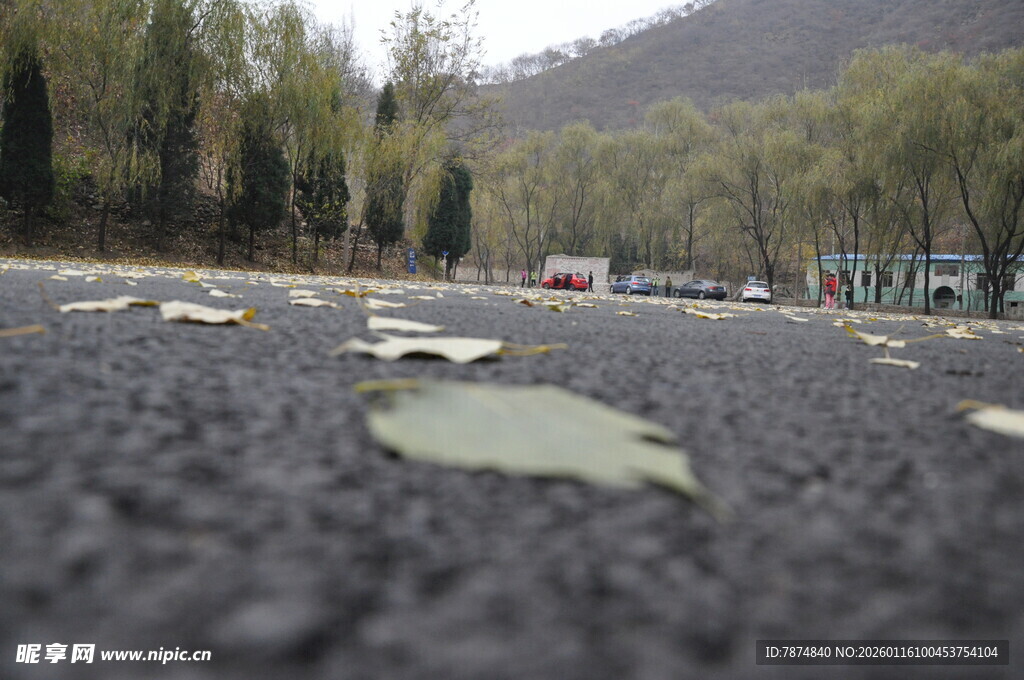 路面落叶景