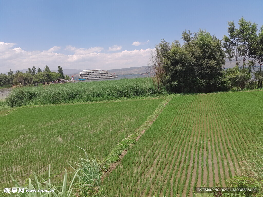 田园稻田间的清新风光