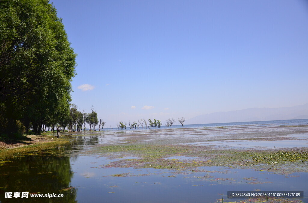 湖畔绿树映碧水美景