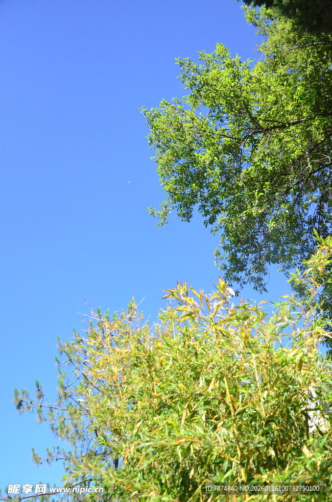 蓝天绿树风景图