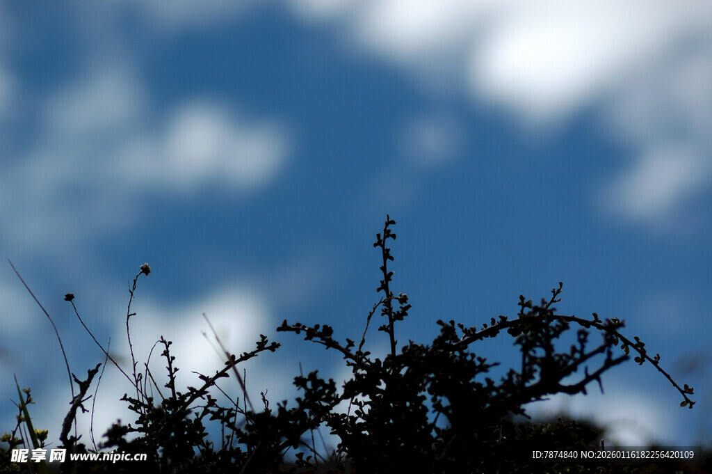 蓝天映衬下的植物剪影