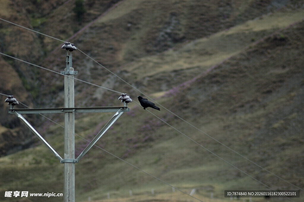 电杆上栖息的鸟儿