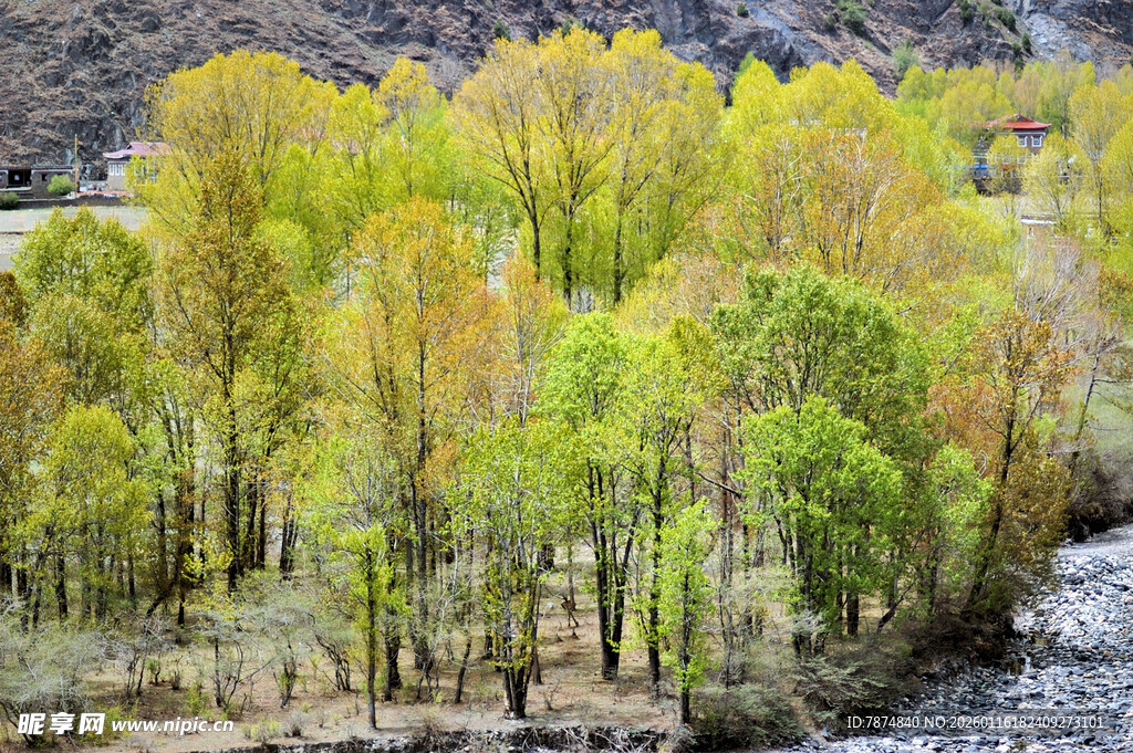 河畔多彩树林美景