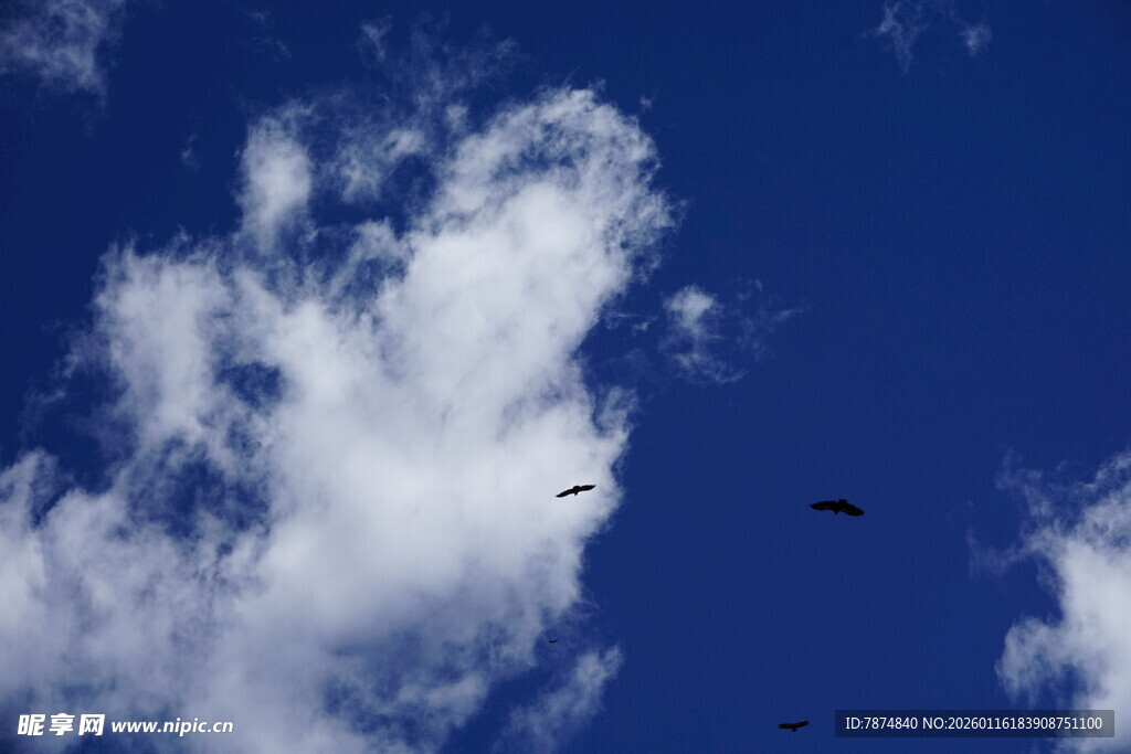 蓝天飘白云飞鸟