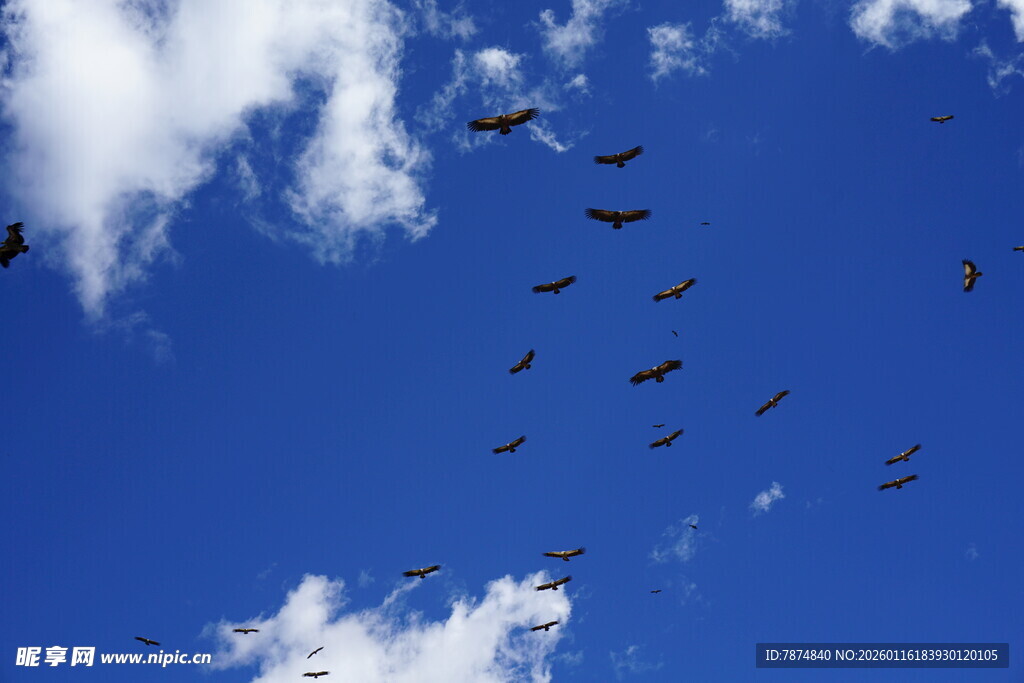 蓝天飞鸟群 自由之景