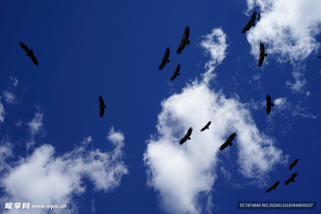 蓝天飞鸟 自由翱翔之景