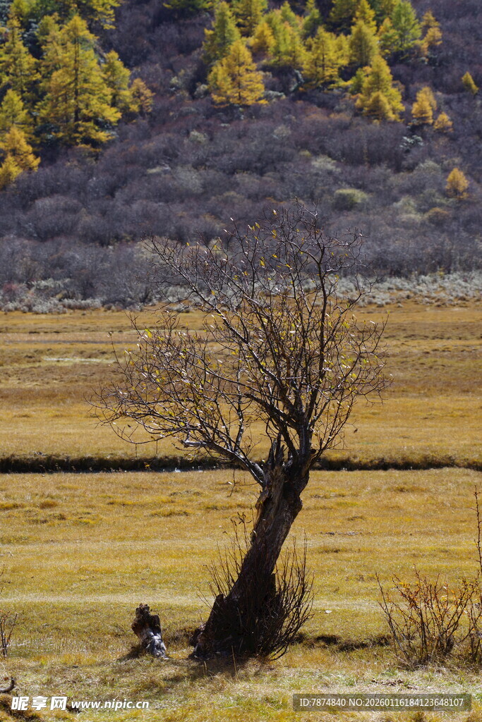 荒野孤树 尽显秋之寂寥