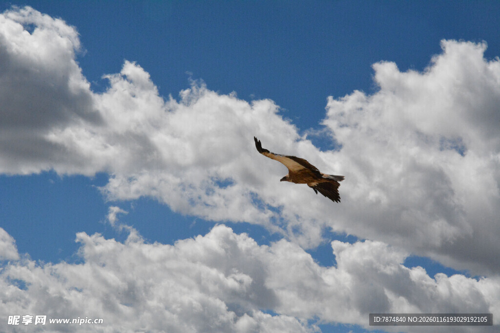 翱翔蓝天的飞鸟