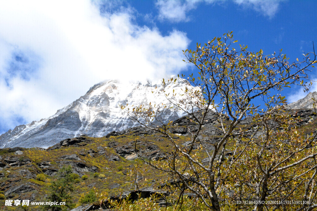 雪山下的树木与蓝天美景