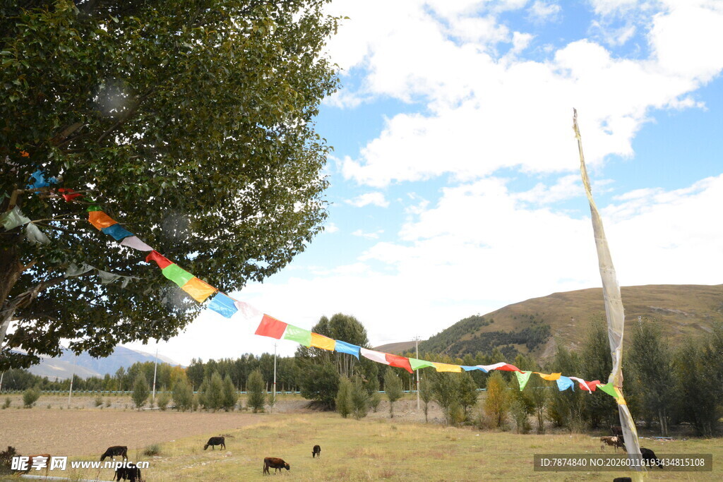 草原经幡下的悠然景象
