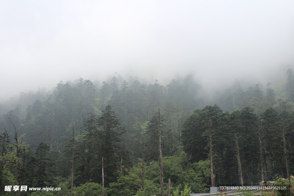 云雾缭绕中的茂密森林