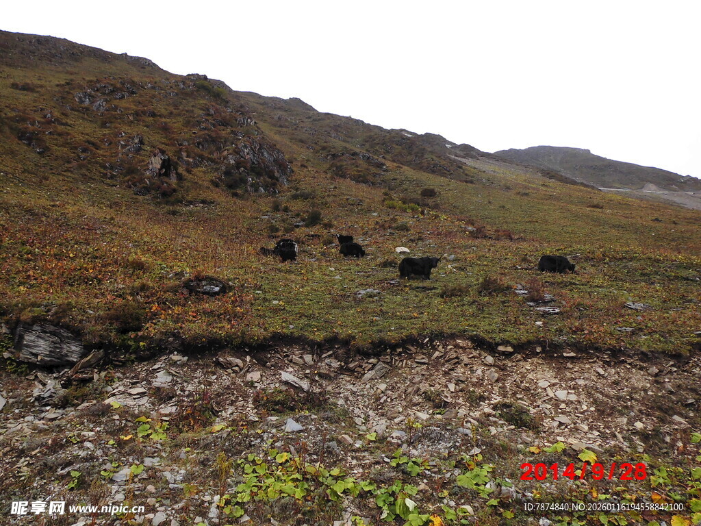 山坡上的牛群