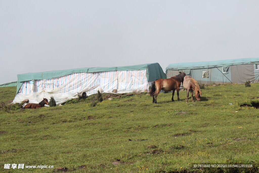 草原上的马匹与白色篷布