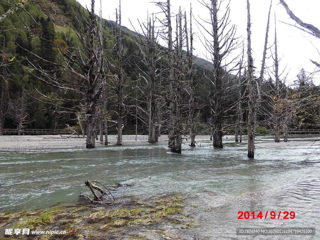 枯树屹立于清澈水域