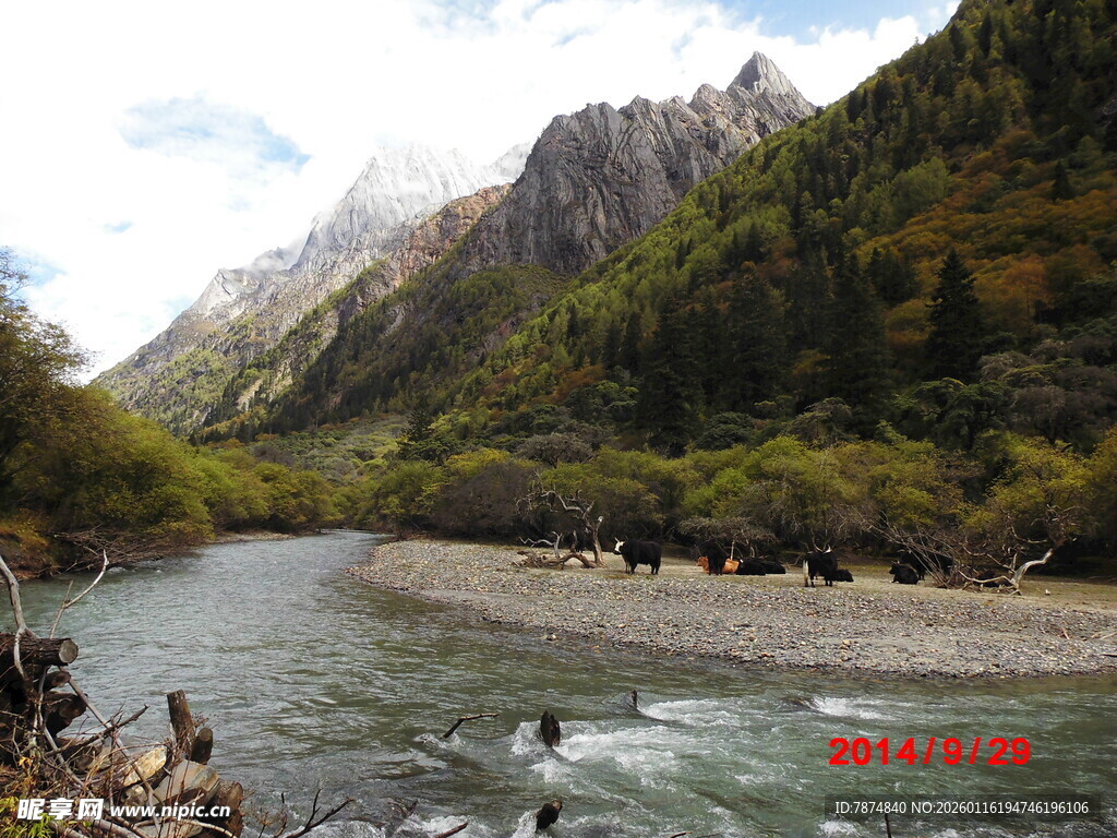 山间河畔的牦牛群景