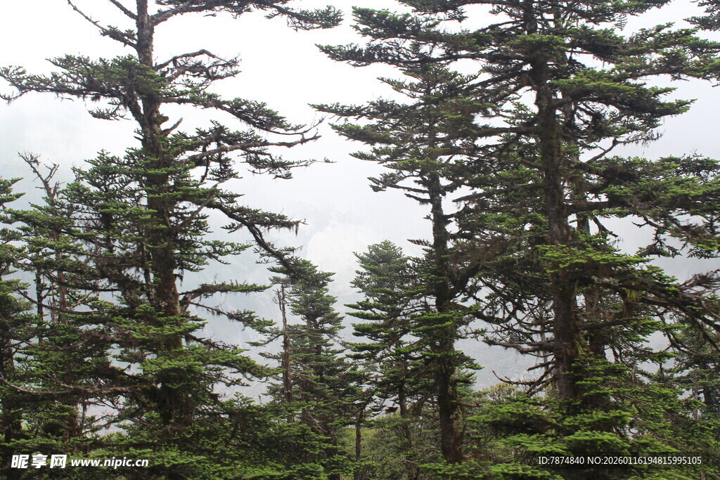 茂密森林中的高大树木