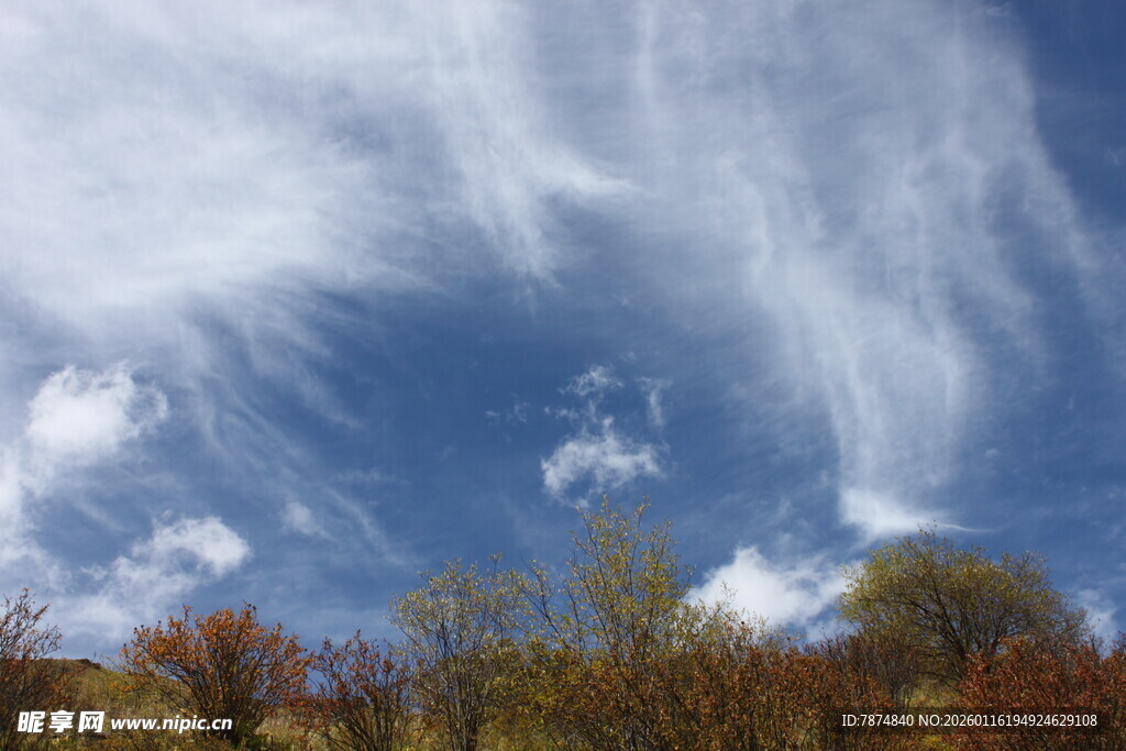 秋日蓝天下的绚烂树林