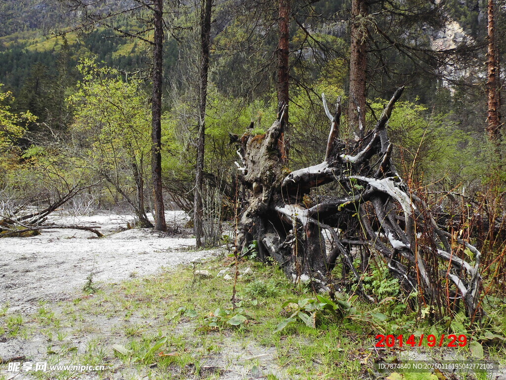 山林中的枯木残骸