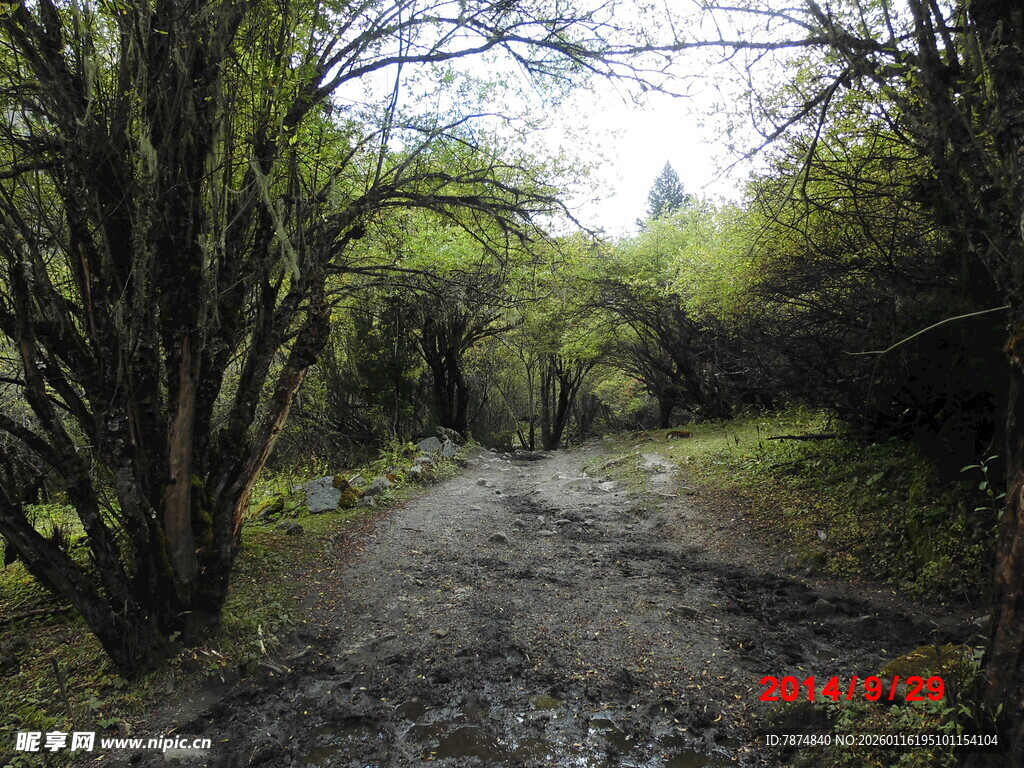 林间泥泞小道 自然景致