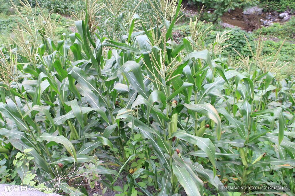 田间生长的茂盛玉米植株