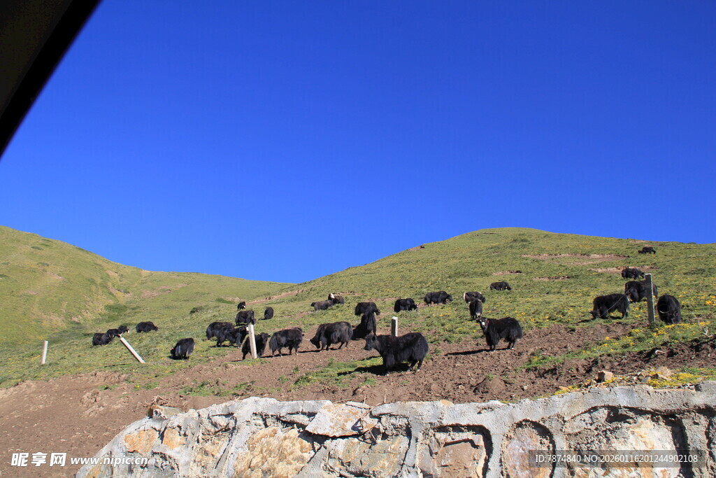 山坡上的牛群