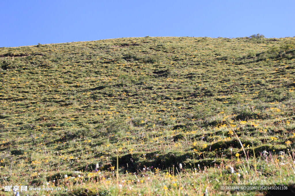 山坡草地风景