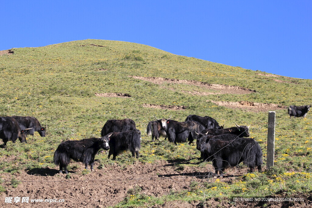 山坡上的牛群