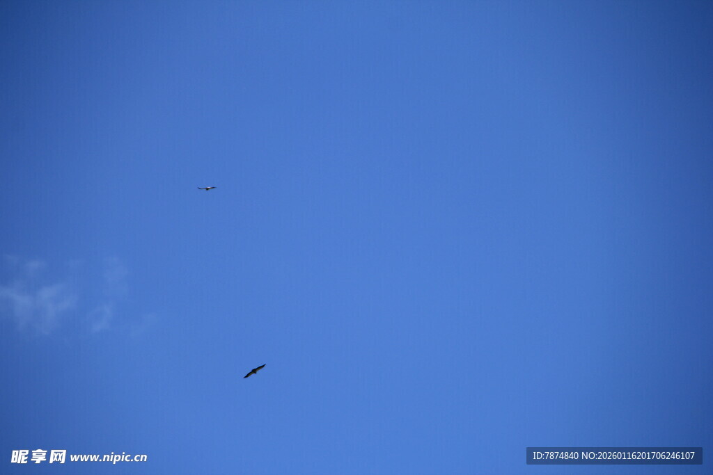 蓝天中的飞鸟
