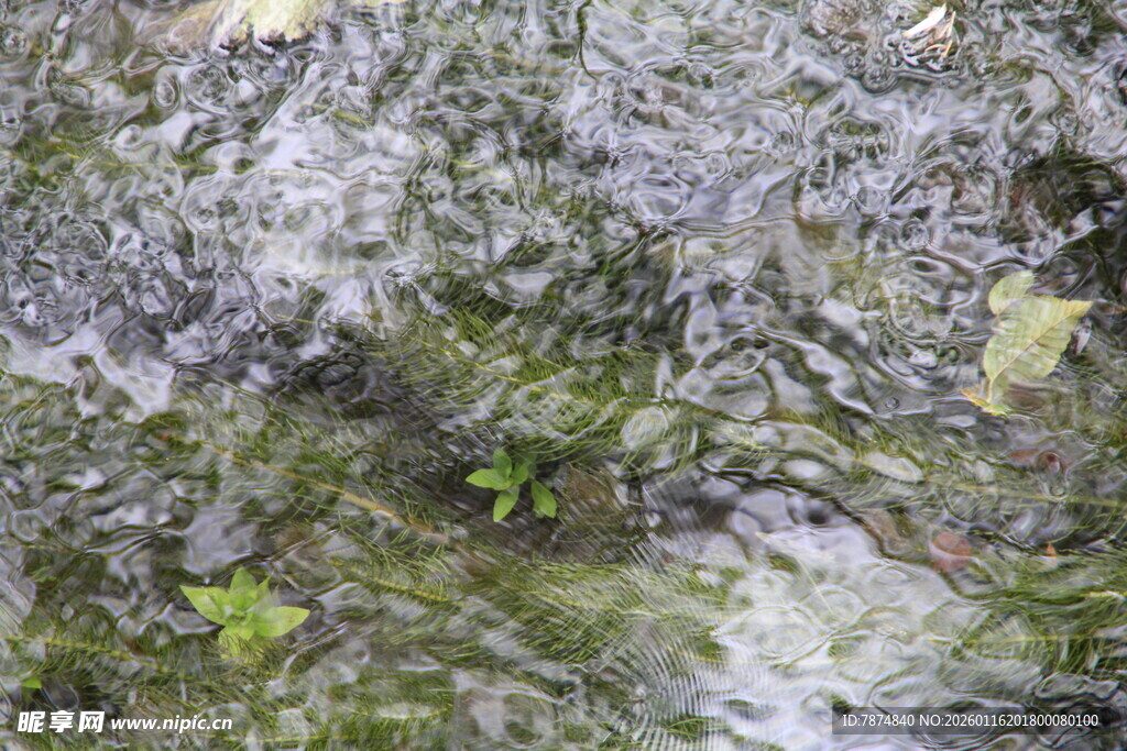 水底青苔与落叶景象