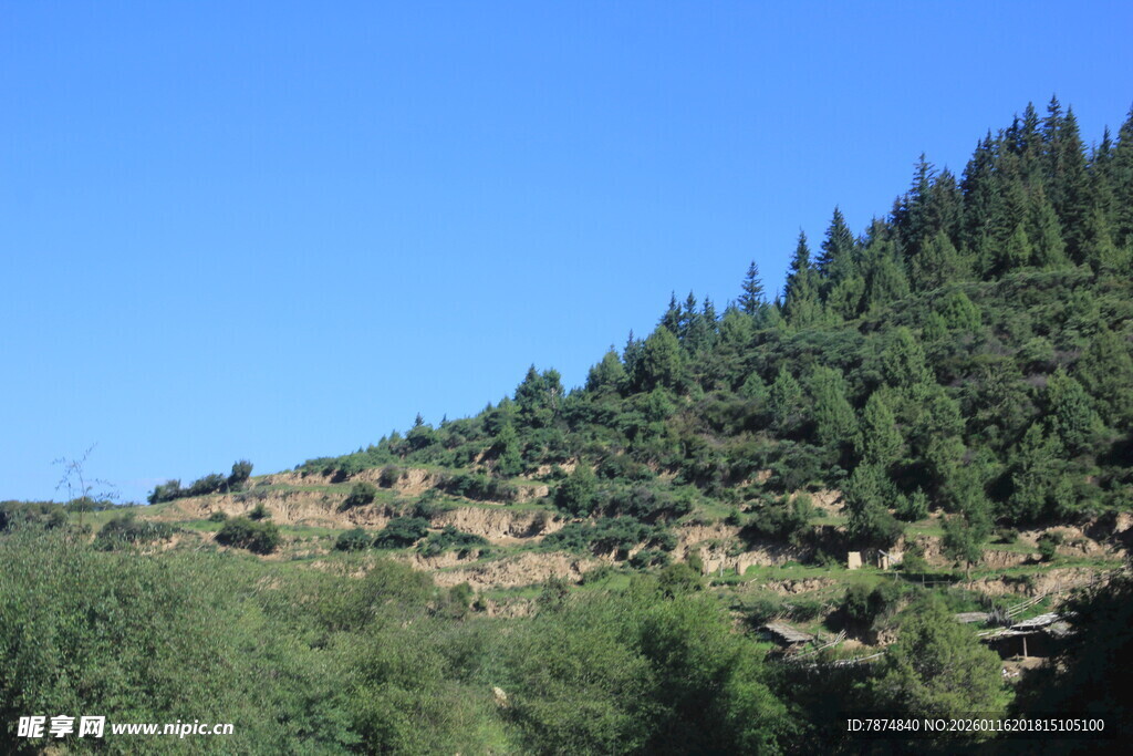 山坡葱郁绿树风景图