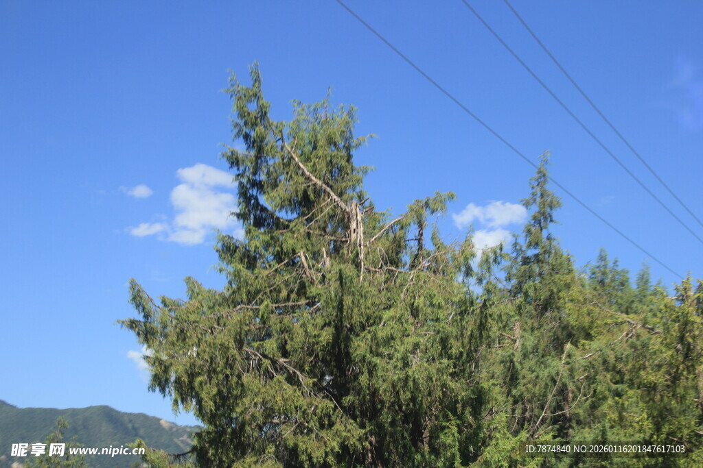 蓝天绿树自然美景