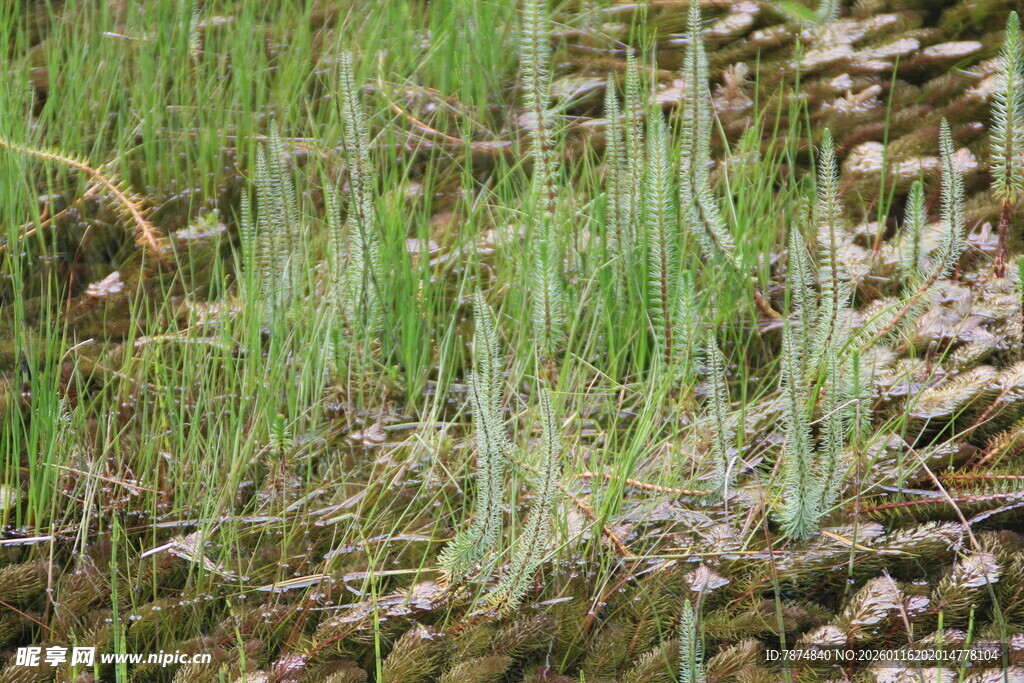 水边嫩绿植物
