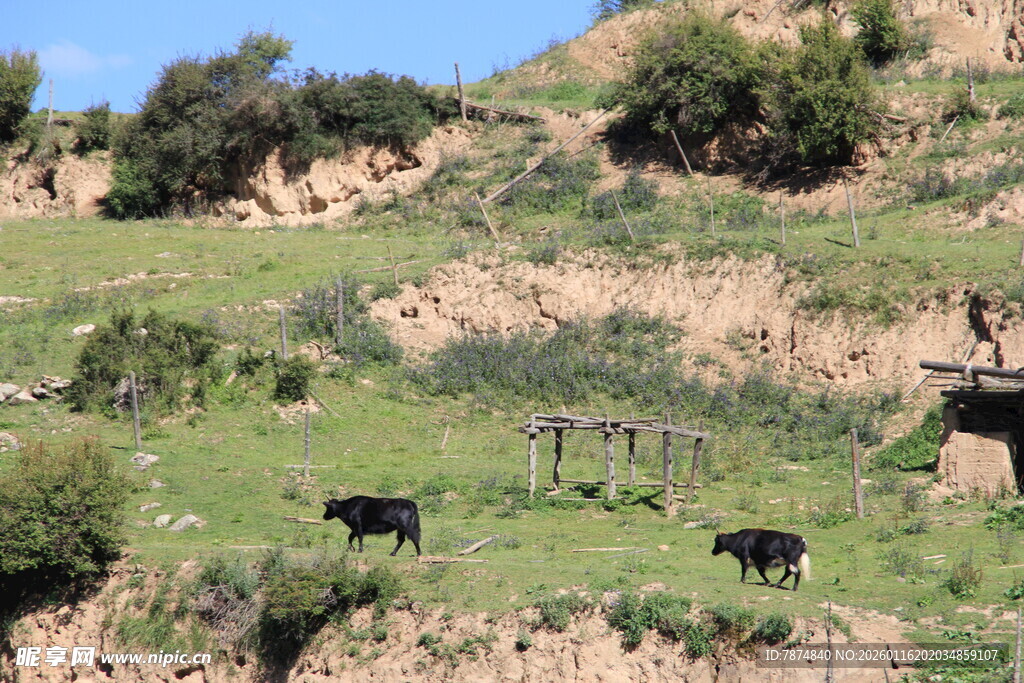 山坡上的牛群