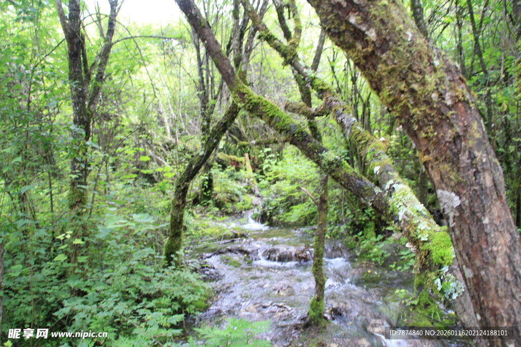 山林间的潺潺溪流