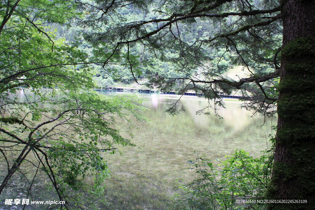 林间视野中的开阔草地