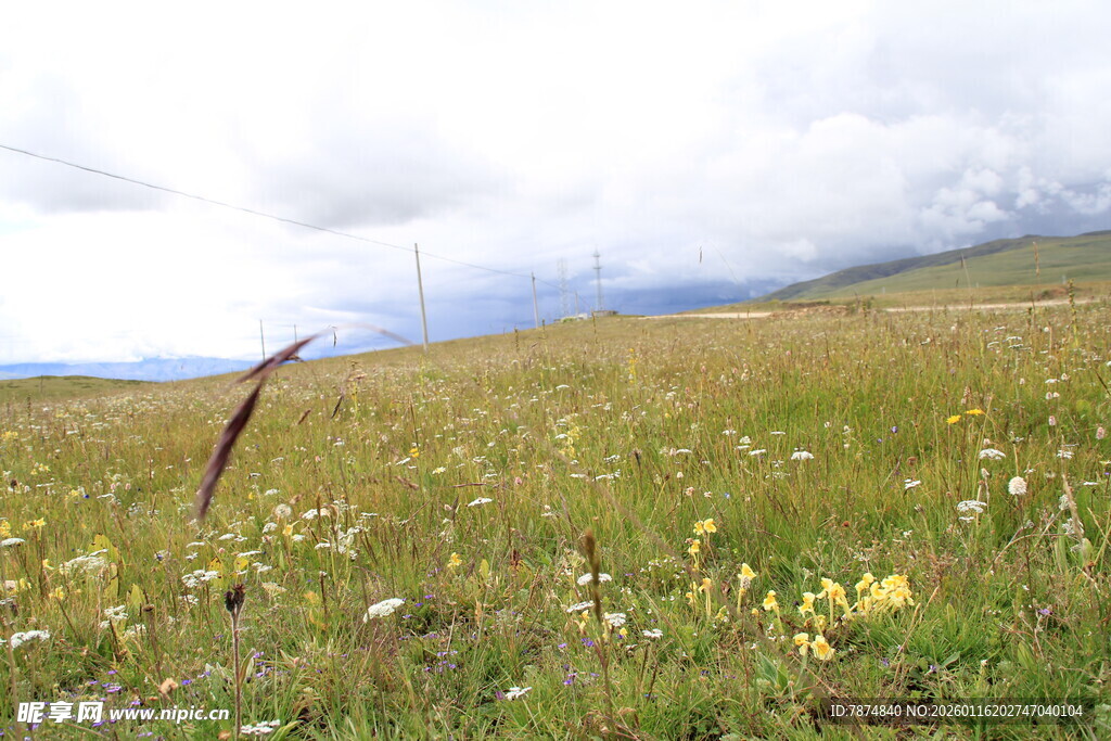 草原野花与孤枝