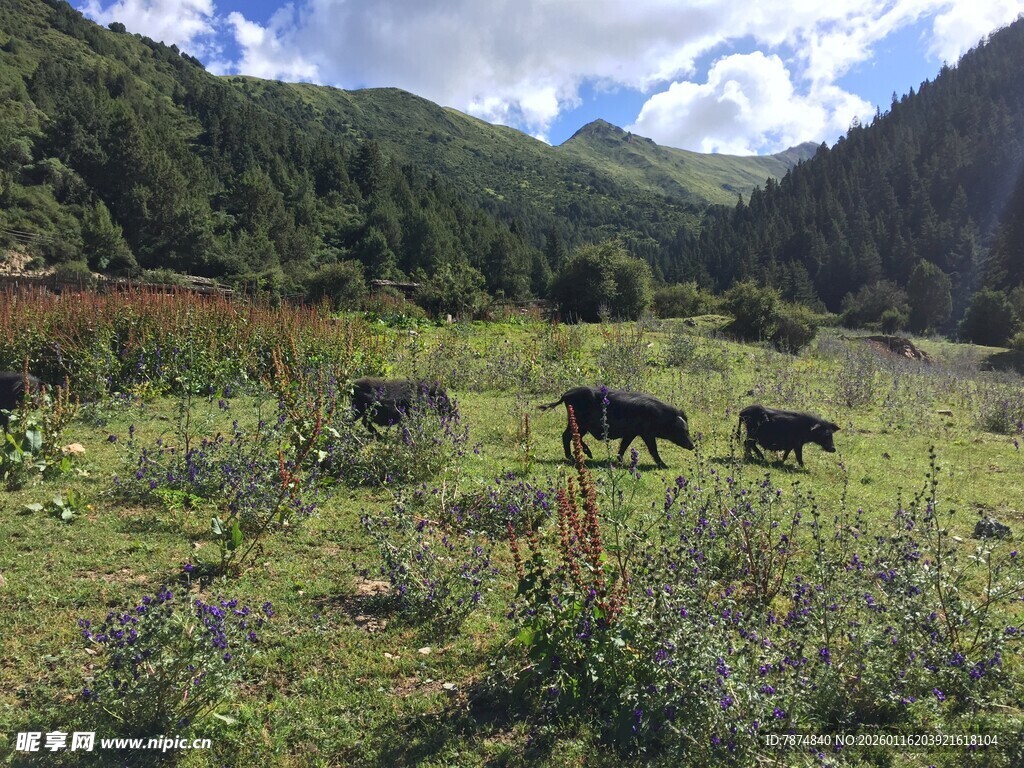 山间草地的牦牛群